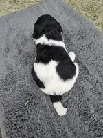 Cowgirl, a female Poodle - Standard  for sale in Temecula, CA – Photo 4 of 8