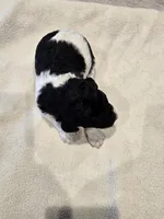 Cowgirl, a female Poodle - Standard  for sale in Temecula, CA – Photo 7 of 8