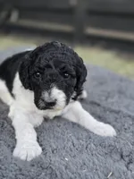 Cowgirl, a female Poodle - Standard  for sale in Temecula, CA – Photo 6 of 8
