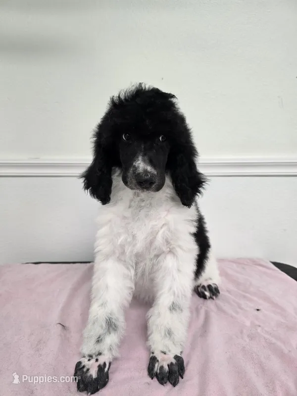 Cowgirl, a female Poodle - Standard  for sale in Temecula, CA – Photo 1 of 8
