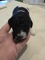 Cowgirl, a female Poodle - Standard  for sale in Temecula, CA – Photo 8 of 8