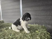 Cowgirl, a female Poodle - Standard  for sale in Temecula, CA – Photo 5 of 8