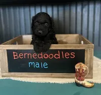 Major, a male Bernedoodle for sale in Temecula, CA – Photo 2 of 2