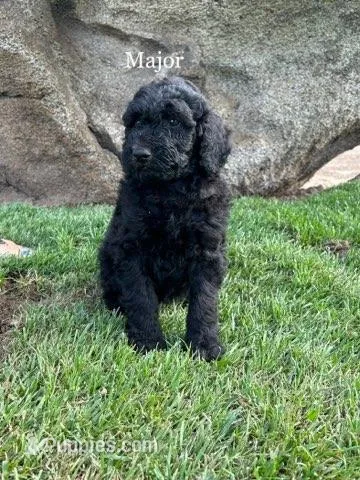 Major, a male Bernedoodle for sale in Temecula, CA – Photo 1 of 2