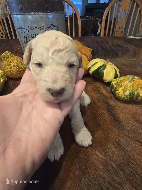 Annabelle, a female Poodle - Standard  for sale in Temecula, CA – Photo 1 of 4