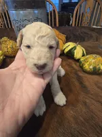 Annabelle, a female Poodle - Standard  for sale in Temecula, CA – Photo 1 of 4