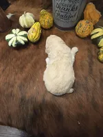 Annabelle, a female Poodle - Standard  for sale in Temecula, CA – Photo 2 of 4