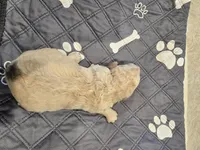 Annabelle, a female Poodle - Standard  for sale in Temecula, CA – Photo 3 of 4