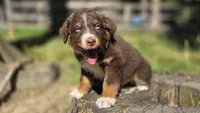 Peets , a male Australian Shepherd for sale in Spotsylvania Courthouse, VA – 5 of 9