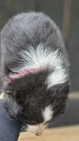 Ellie , a female Australian Shepherd for sale in Spotsylvania Courthouse, VA – 5 of 5