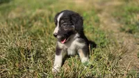 Ellie , a female Australian Shepherd for sale in Spotsylvania Courthouse, VA – 3 of 5