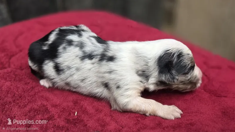 Ory – Australian Shepherd puppy for sale in Spotsylvania Courthouse, VA