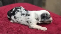 Ory, a male Australian Shepherd for sale in Spotsylvania Courthouse, VA – 1 of 2