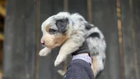 Ory, a male Australian Shepherd for sale in Spotsylvania Courthouse, VA – 2 of 2