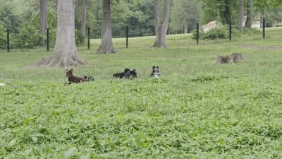 Ellie, a female Australian Shepherd for sale in Spotsylvania Courthouse, VA – 2 of 6