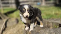 Zara, a female Australian Shepherd for sale in Spotsylvania Courthouse, VA – 3 of 7