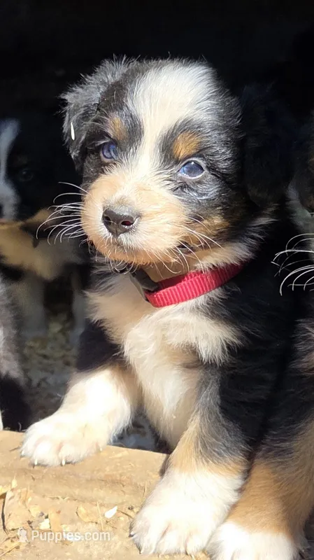 Elite – Australian Shepherd puppy for sale in Spotsylvania Courthouse, VA