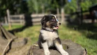 Collar, a male Australian Shepherd for sale in Spotsylvania Courthouse, VA – 5 of 9
