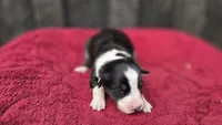 Elite, a female Australian Shepherd for sale in Spotsylvania Courthouse, VA – 2 of 2