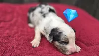 Ory, a male Australian Shepherd for sale in Spotsylvania Courthouse, VA – 2 of 2