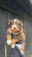 Peets , a male Australian Shepherd for sale in Spotsylvania Courthouse, VA – 7 of 9