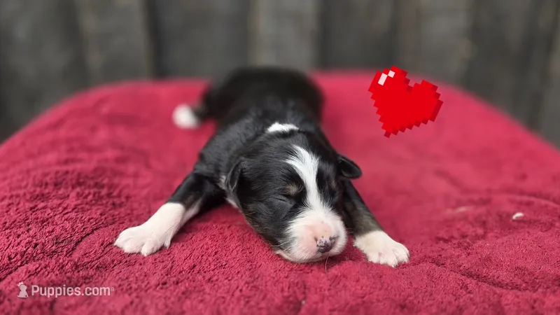 Ellie  – Australian Shepherd puppy for sale in Spotsylvania Courthouse, VA