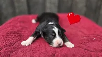 Ellie , a female Australian Shepherd for sale in Spotsylvania Courthouse, VA – 1 of 2
