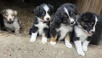 Collar, a male Australian Shepherd for sale in Spotsylvania Courthouse, VA – 4 of 9