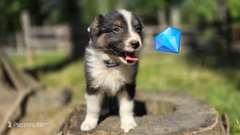 Collar – Australian Shepherd puppy for sale in Spotsylvania Courthouse, VA