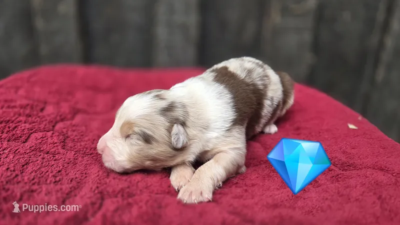 Freckl – Australian Shepherd puppy for sale in Spotsylvania Courthouse, VA