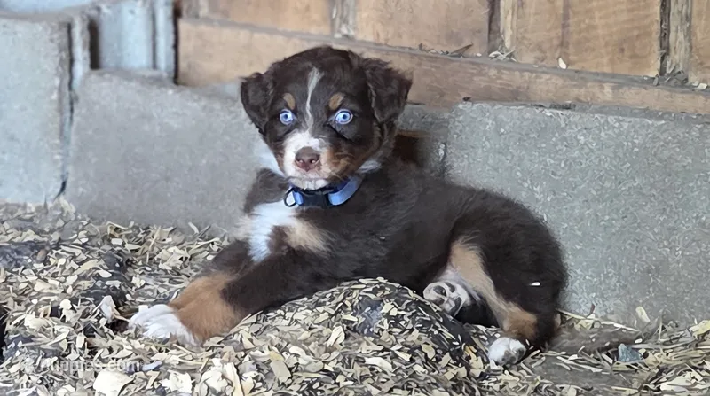 Peets  – Australian Shepherd puppy for sale in Spotsylvania Courthouse, VA