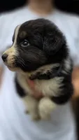 Collar, a male Australian Shepherd for sale in Spotsylvania Courthouse, VA – 8 of 9