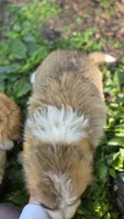 Sena, a female Great Pyrenees for sale in Spotsylvania Courthouse, VA – 2 of 3