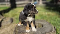 Diam, a male Australian Shepherd for sale in Spotsylvania Courthouse, VA – 5 of 10