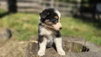 Zara, a female Australian Shepherd for sale in Spotsylvania Courthouse, VA – 2 of 7