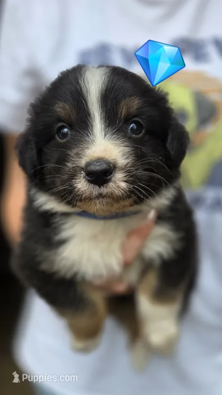 Diam – Australian Shepherd puppy for sale in Spotsylvania Courthouse, VA
