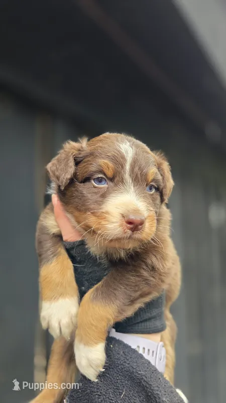 Peets  – Australian Shepherd puppy for sale in Spotsylvania Courthouse, VA