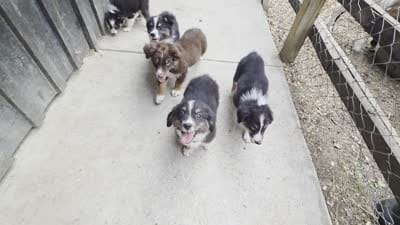 Diam, a male Australian Shepherd for sale in Spotsylvania Courthouse, VA – 10 of 10