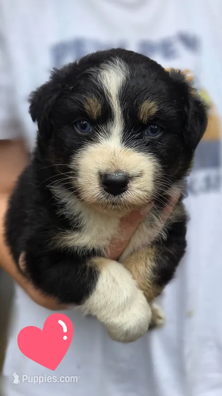 Renee – Australian Shepherd puppy for sale in Spotsylvania Courthouse, VA
