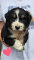 Renee, a female Australian Shepherd for sale in Spotsylvania Courthouse, VA – 1 of 2