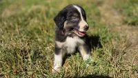 Ellie , a female Australian Shepherd for sale in Spotsylvania Courthouse, VA – 2 of 5