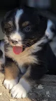 Diam, a male Australian Shepherd for sale in Spotsylvania Courthouse, VA – 6 of 8