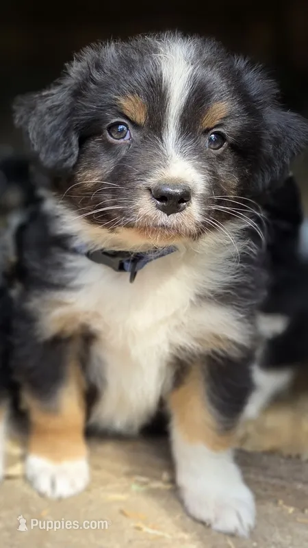 Diam – Australian Shepherd puppy for sale in Spotsylvania Courthouse, VA