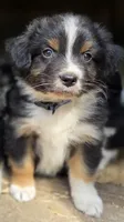 Diam, a male Australian Shepherd for sale in Spotsylvania Courthouse, VA – 5 of 8