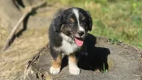 Diam, a male Australian Shepherd for sale in Spotsylvania Courthouse, VA – 3 of 10