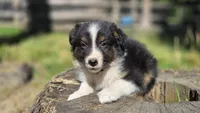 Collar, a male Australian Shepherd for sale in Spotsylvania Courthouse, VA – 2 of 9