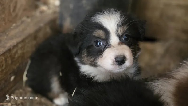 Zara – Australian Shepherd puppy for sale in Spotsylvania Courthouse, VA