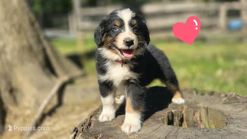 Elite – Australian Shepherd puppy for sale in Spotsylvania Courthouse, VA