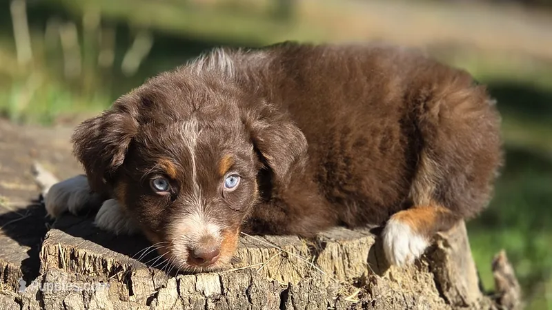 Peets  – Australian Shepherd puppy for sale in Spotsylvania Courthouse, VA