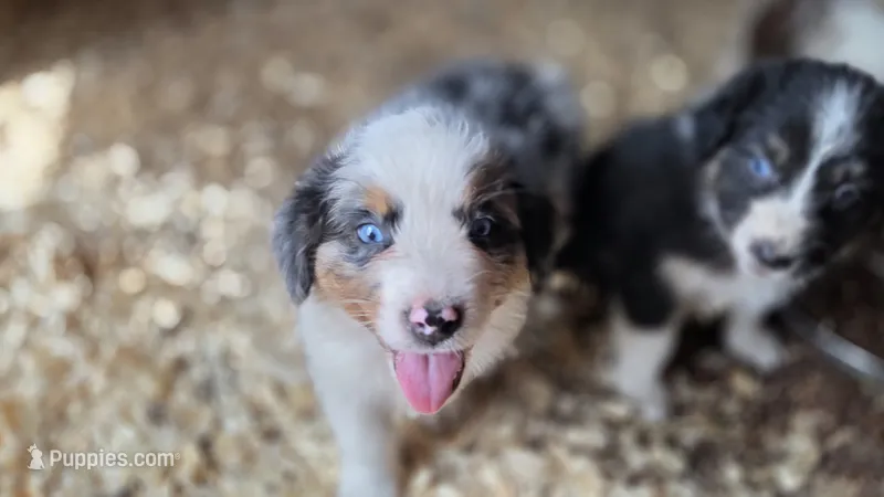 Ory – Australian Shepherd puppy for sale in Spotsylvania Courthouse, VA
